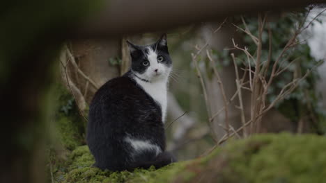 handheld looking through trees at cute cat resting in forest