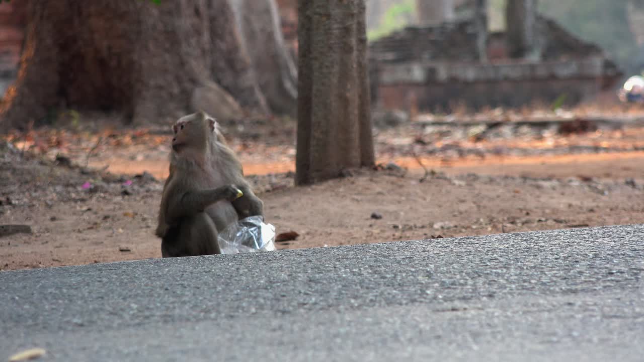 Monkey Eating Food From a Plastic Bag at the Side of the Road Near Angkor Wat