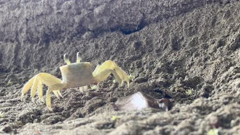 white and yellow atlantic ghost crab moving around on sand and leaving frame - ocypode quadrata