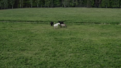 Flying-Over-Wild-Horses-Standing-Together-Over-Fresh-Green-Meadows