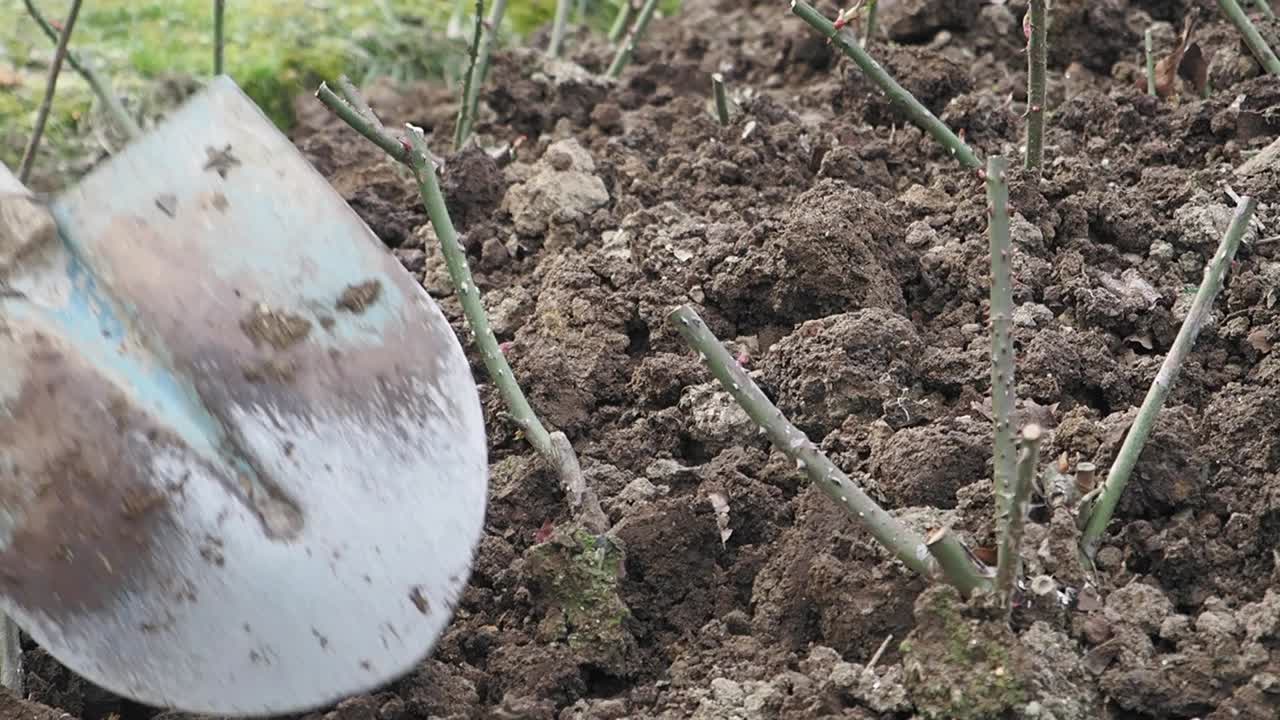 Planting Rose Bushes with Shovel
