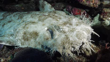 Wobbegong-Hai-Schläft-In-Raja-Ampat