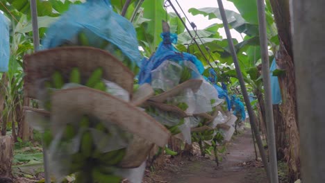 a running automated conveyor for the fast transportation of banana baskets from the plantation to the processing plant, moving over a fixed straight line