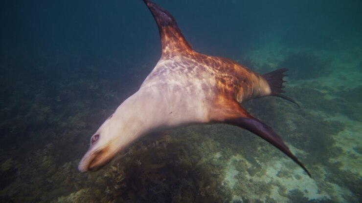 Slow motion sea lion dives near ocean floor with algae-covered rocks off Neptune Islands