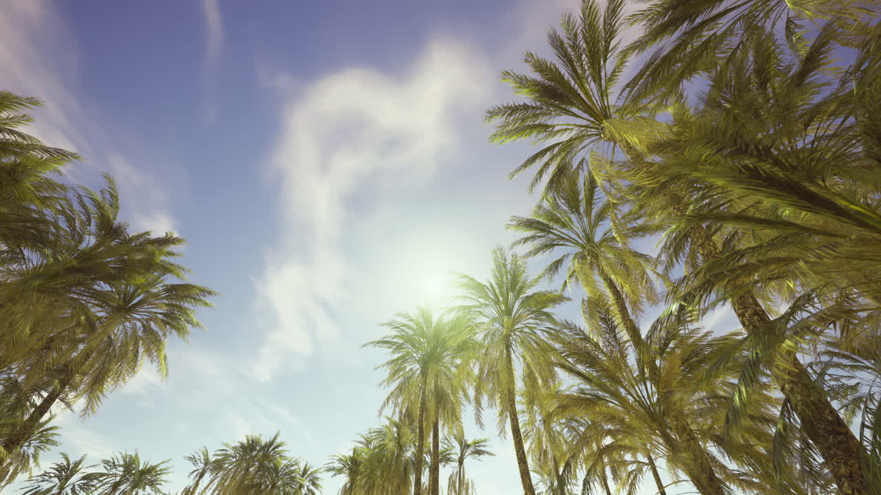 Lush palm trees reaching for a bright sky near a tropical beach location