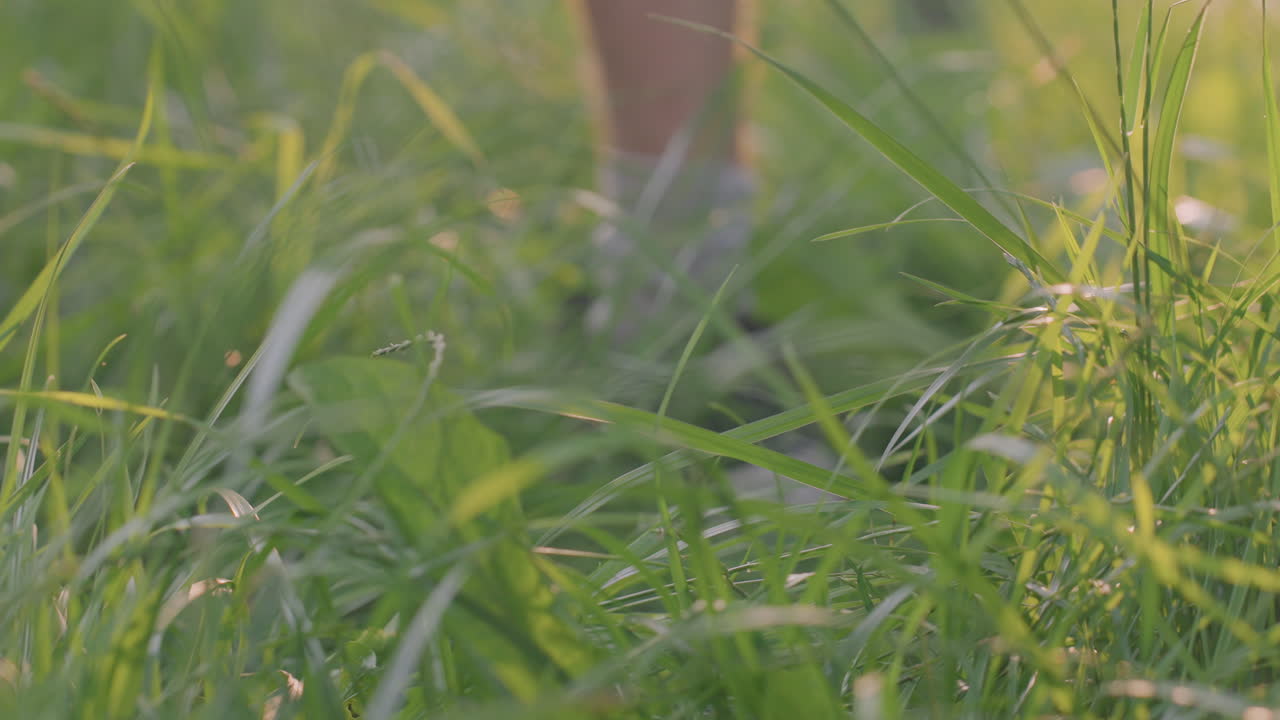 Peaceful Outdoor Moment, Serene Scene Of Individual Reclining In Tall Grass With Gentle Sunlight, Tranquil Scene Featuring Person Relaxing Among Tall Grass Under Soft Sunlight With Peaceful Sounds