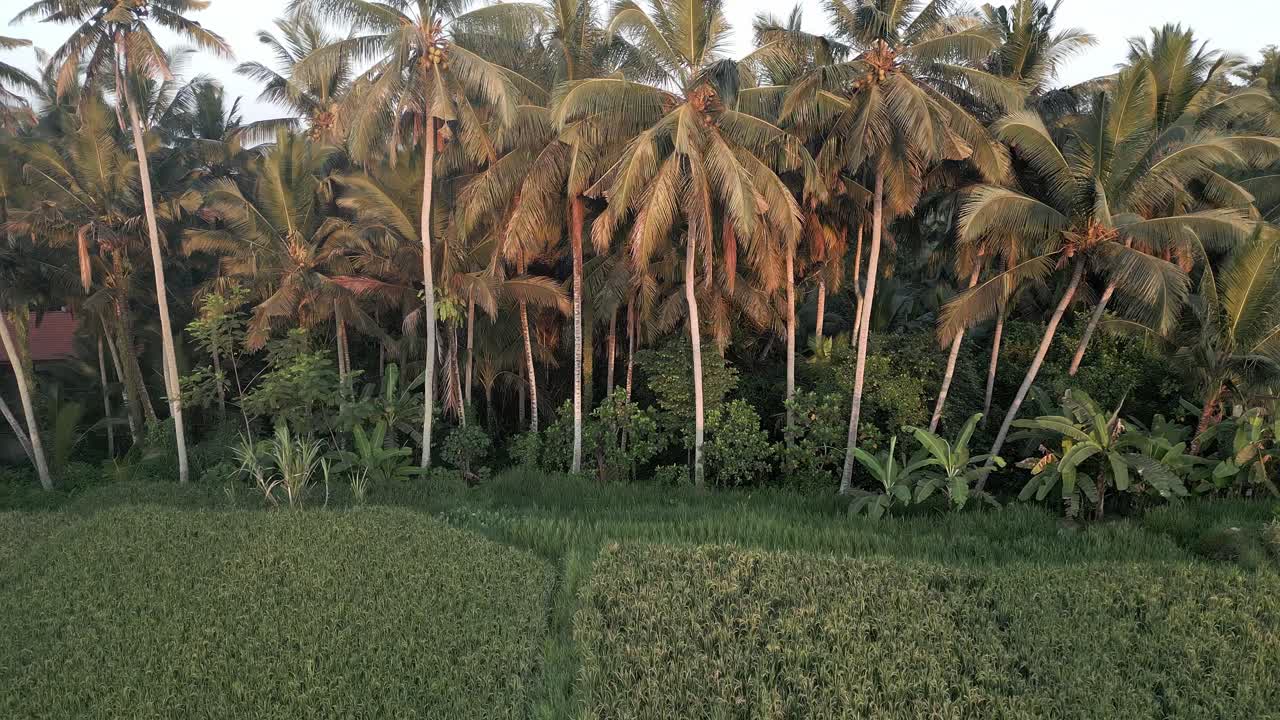 material de archivo panorámico que pasa por cocoteros junto a un campo de arroz