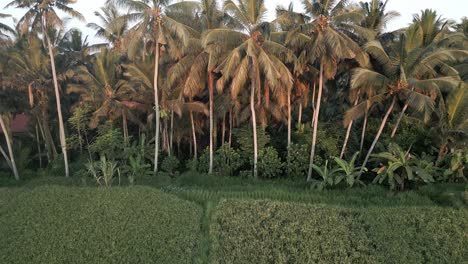 material de archivo panorámico que pasa por cocoteros junto a un campo de arroz