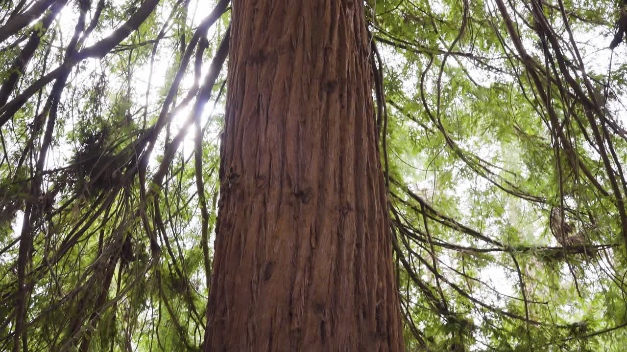 un árbol grande en un bosque