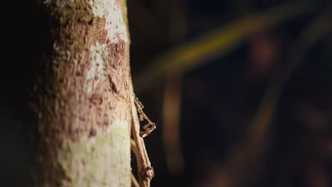 A-praying-mantis-of-the-Liturgusa-family-sits-on-the-trunk-of-a-plant-and-devours-prey