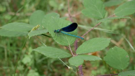 iridescent metallic blue damselfly perched on a leave in forest