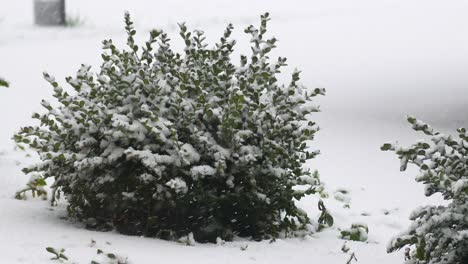 snow-covered shrub