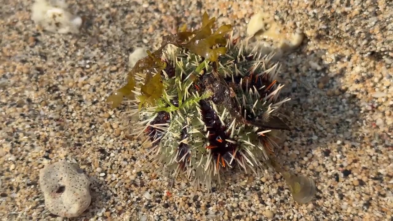 Riccio di mare adagiato sul fondale oceanico sabbioso