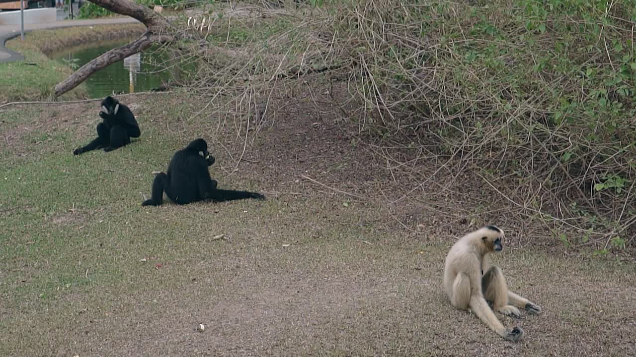 graciosos macacos perezosos yacen en la hierba seca contra un pequeño lago