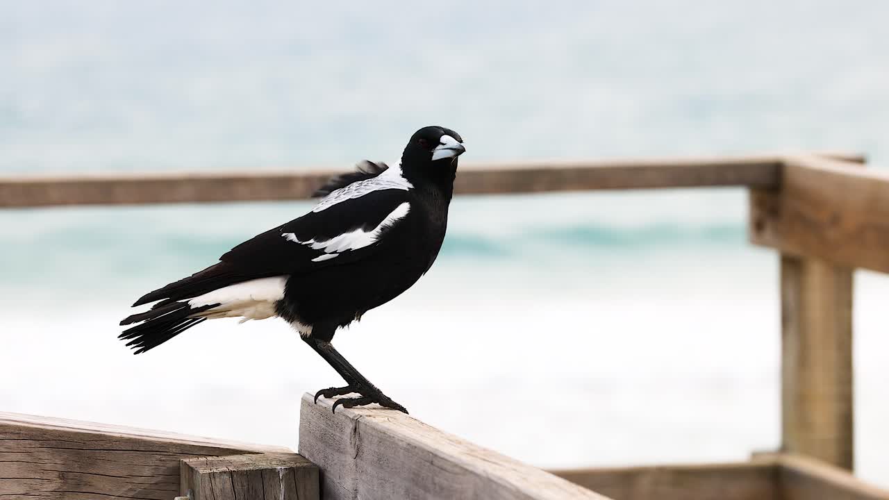 Una gazza australiana si posa su una ringhiera di legno vicino all'oceano, catturata in luce naturale con un leggero movimento della fotocamera