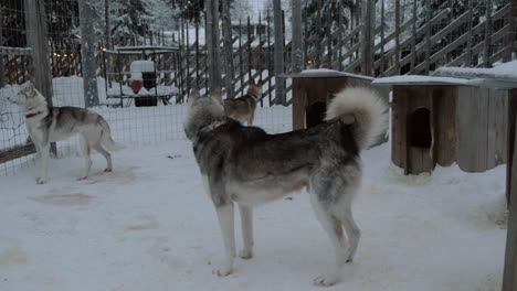 Perros-Husky-En-Jaula-Al-Aire-Libre-Tiro-De-Invierno