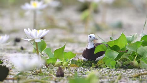 pájaro jacana de cola de faisán sentado en huevos