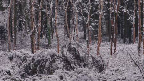 Fallende-Äste,-Die-Während-Des-Schneefalltages-In-Der-Wildnis-Dicht-Mit-Frischem-Schnee-Bedeckt-Sind