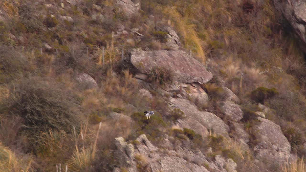 foto ancha del águila buzzard de pecho negro que cae en postura de ataque en el valle con las piernas colgando hacia abajo, geranoaetus melanoleucus