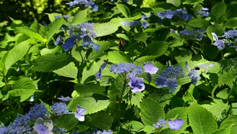 Primer-Plano-De-Un-Raro-Tipo-De-Hortensia-En-Plena-Floración