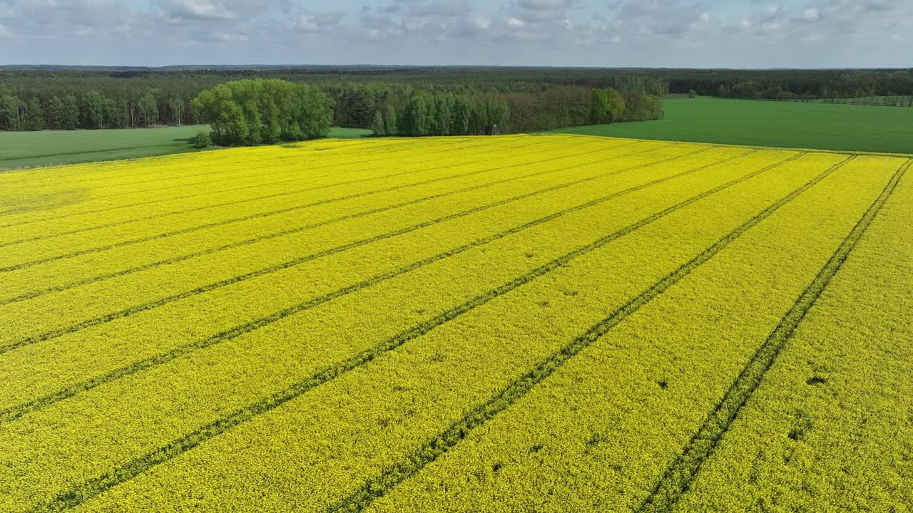 vista aérea de la plantación de colza amarilla en plena floración granja de campo natural orgánica