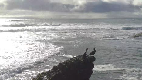 2 birds on an ocean rock, arching drone shot