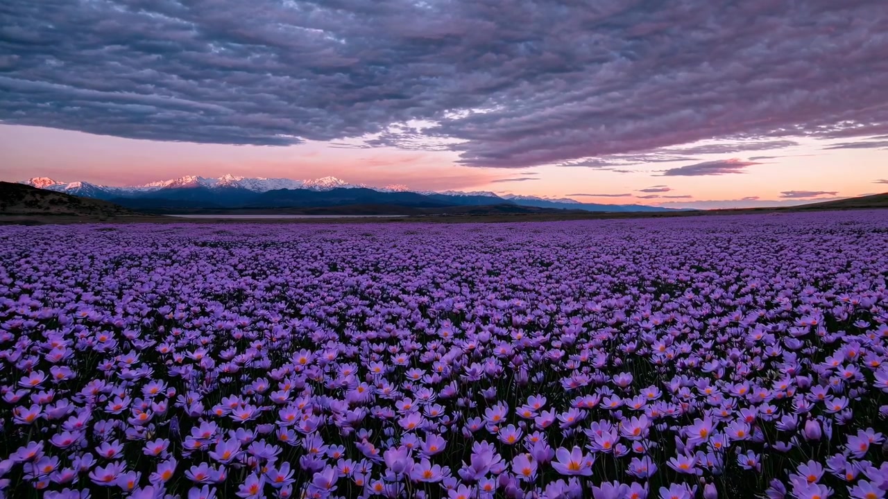 Ampio campo di fiori viola con montagne innevate al tramonto.