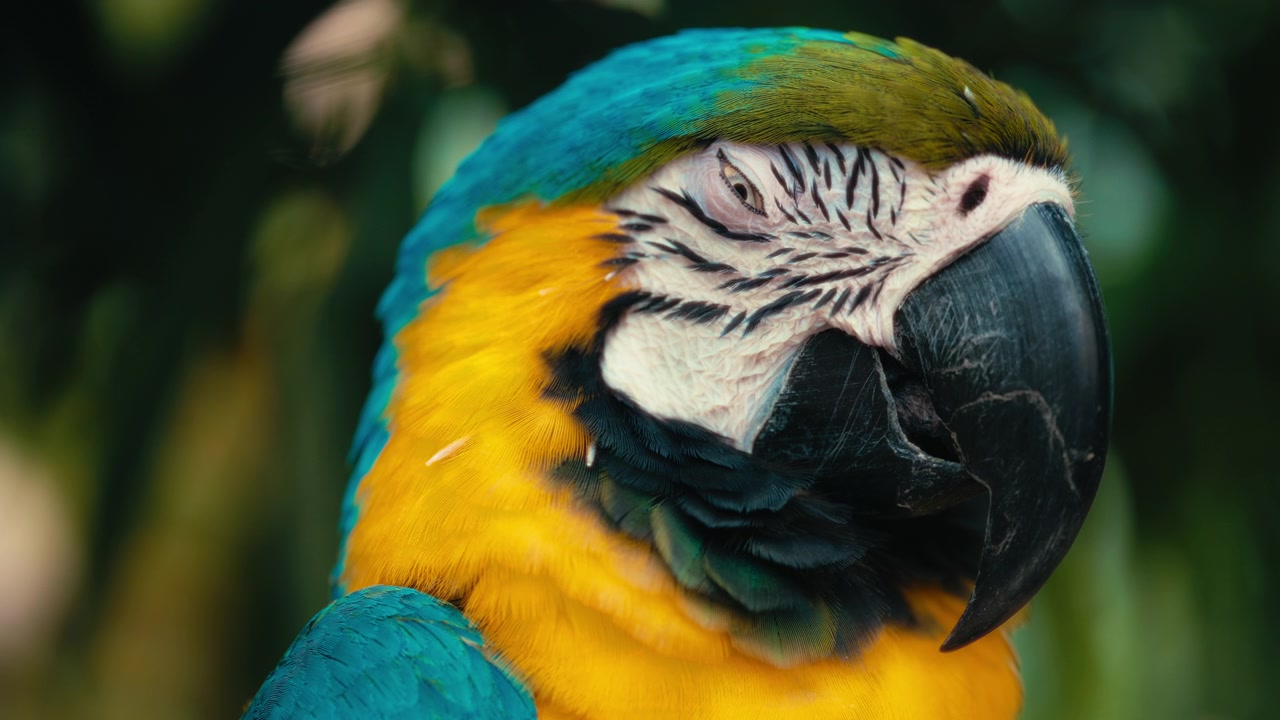 Primer plano de un majestuoso guacamayo azul y amarillo abriendo su ojo