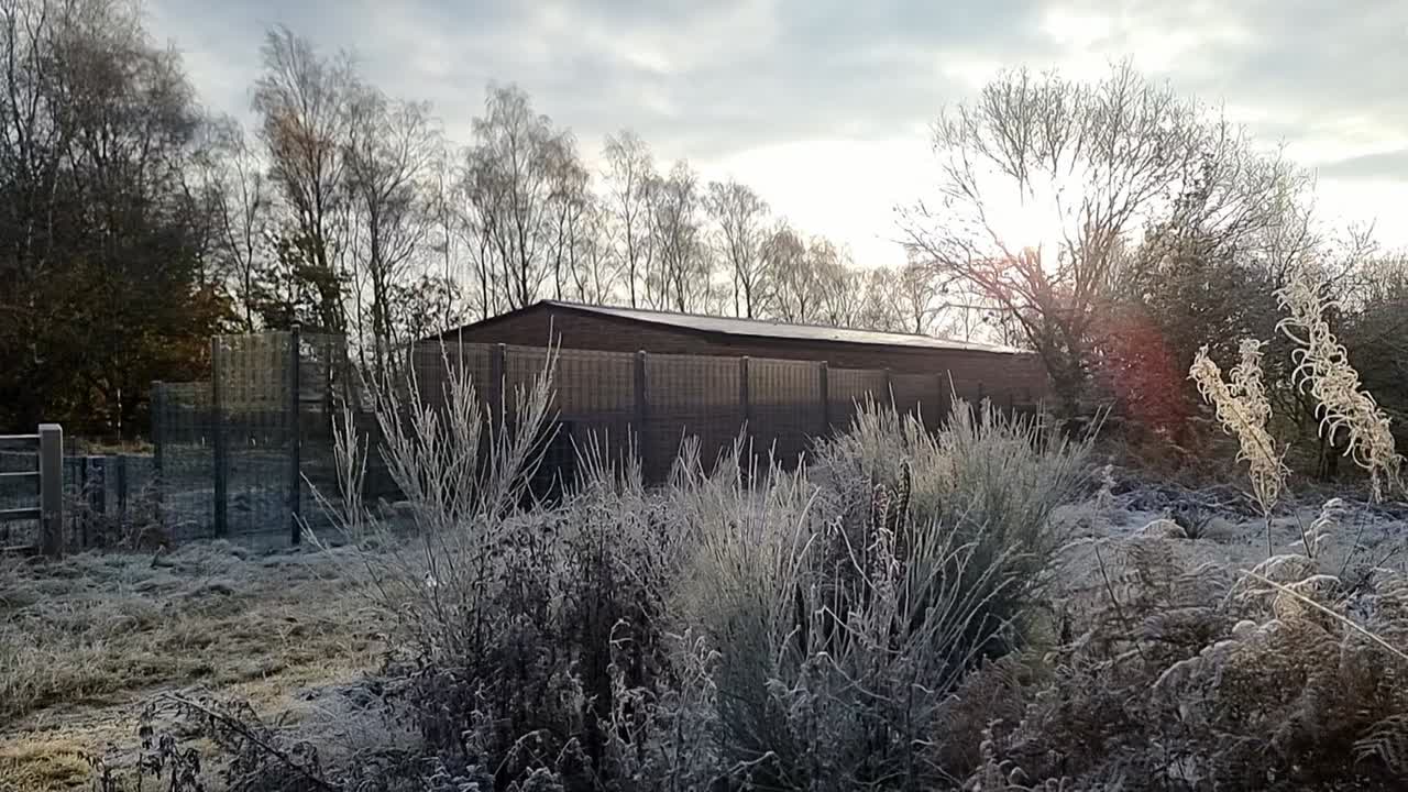 Secluded farmland stable hidden behind frost covered fern foliage in morning sunrise
