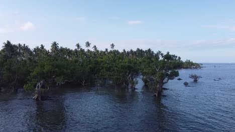 Seaside-palm-and-mangrove-forest-on-tropical-shore