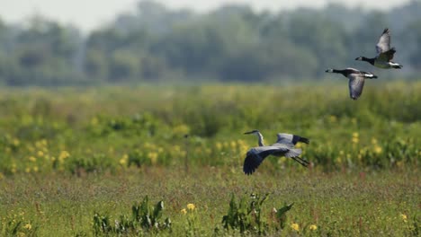 birds in flight over a meadow