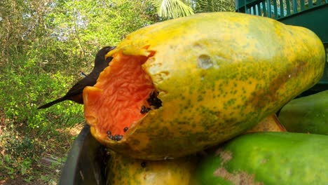 Papaya-whole-and-bird-feeding