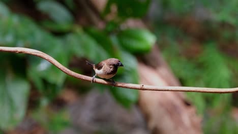 Camera-zooms-out-as-it-is-looking-around-in-the-forest,-Scaly-breasted-Munia-or-Spotted-Munia-Lonchura-punctulata,-Thailand