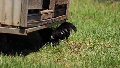 a rooster explores and pecks around grass.