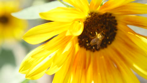 en el girasol de cerca abeja