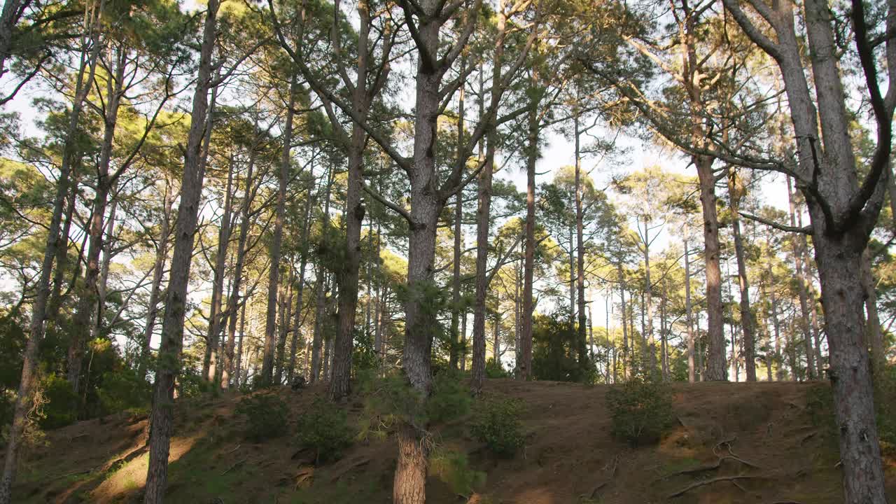 Foresta di conifere in una giornata di sole