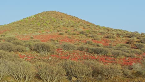 desertish flora of las galletas tenerife island spain