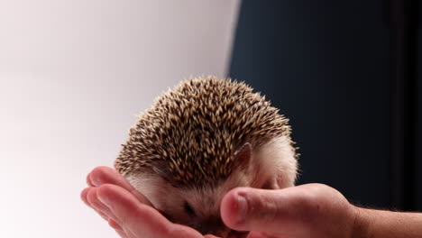 hedgehog curled up in mans hands - extremely cute animal - close up