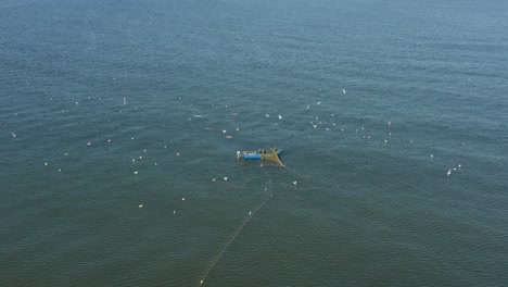 aerial: fishermans casting nets in the sea with gulls flying around searching for a fish