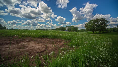 Wunderschöne-Aufnahme-Eines-Wilden-Weißen-Blumenfeldes-In-Ländlicher-Landschaft-Mit-Vorbeiziehenden-Wolken-Im-Zeitraffer