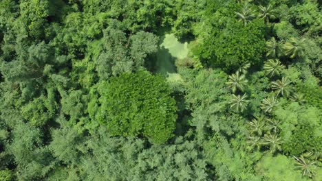 Luftaufnahme,-Art-Tiefgrüner-Dschungel-Oder-Wald