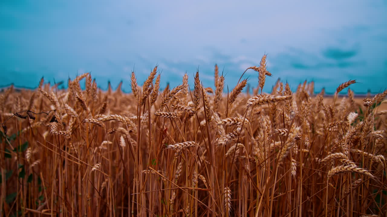 Harvest organic cultivation in field. Field of ripening wheat against blue sky