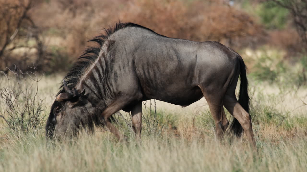 Blue Wildebeest Eating Grass In The African Savannah