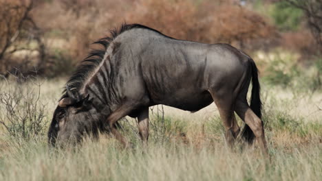 blue wildebeest eating grass in the african savannah