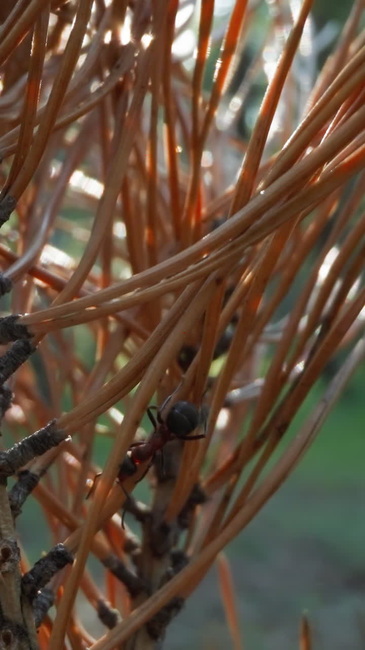 ramas de pino iluminadas por el sol con hormigas que se arrastran, telón de fondo de bosque borroso, entorno natural sereno