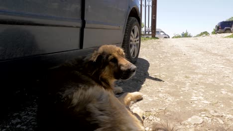 homeless gog rest near the car on the road, georgia