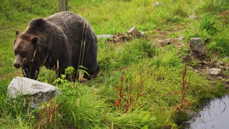 grizzly-bear-walking-in-a-forest-in-British-Columbia,-Canada-in-4K