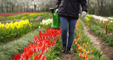 granjero agrícola regando tulipanes en la plantación de flores de tulipanes 2