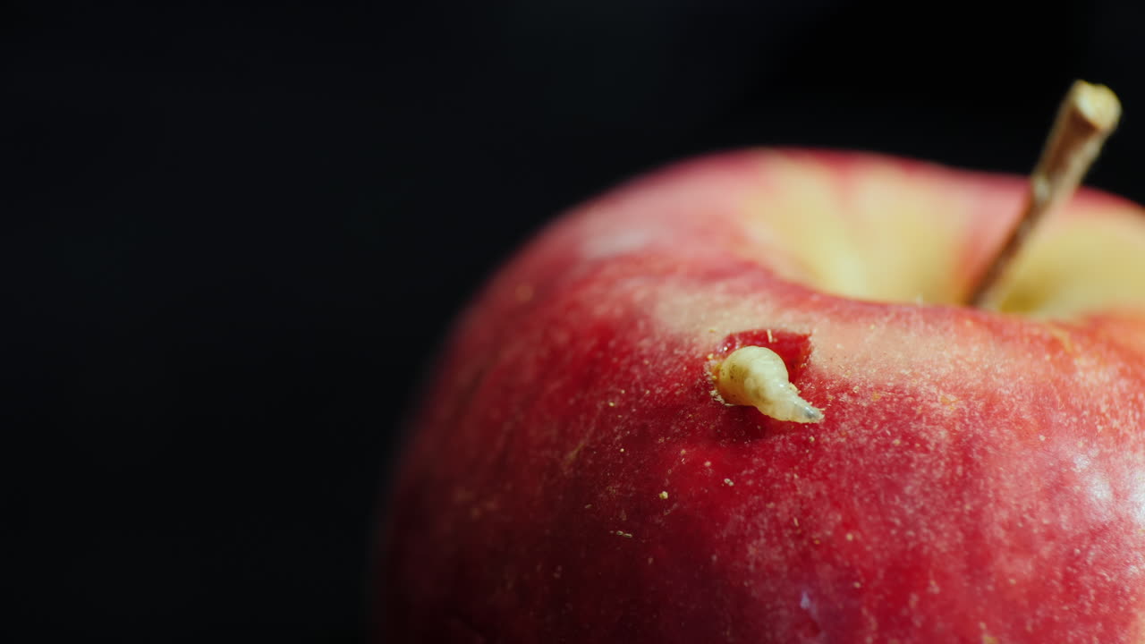 Worm climbs out a rotten apple 4