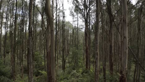 Areal-Nahaufnahme-Kamerafahrt-Von-Bäumen-Im-Australischen-Regenwald
